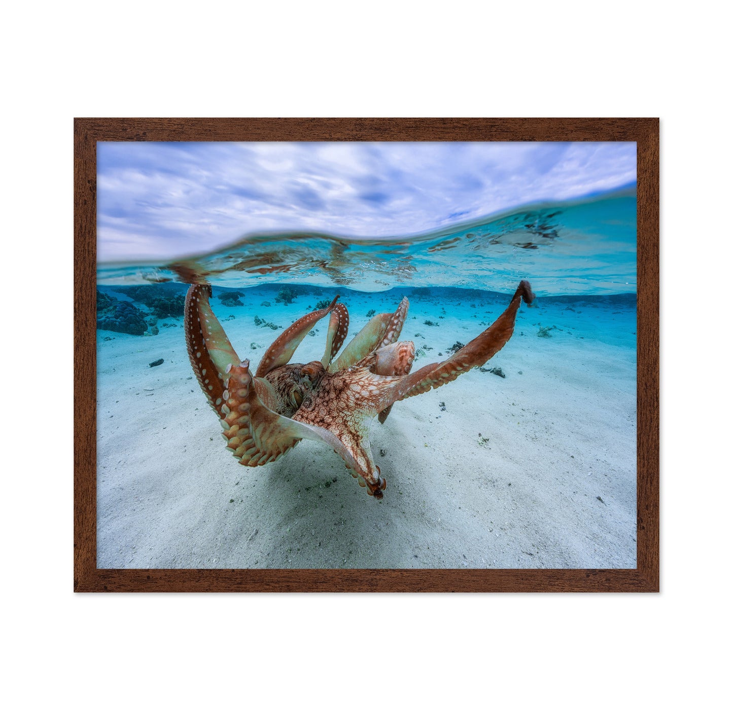 Underwater Octopus