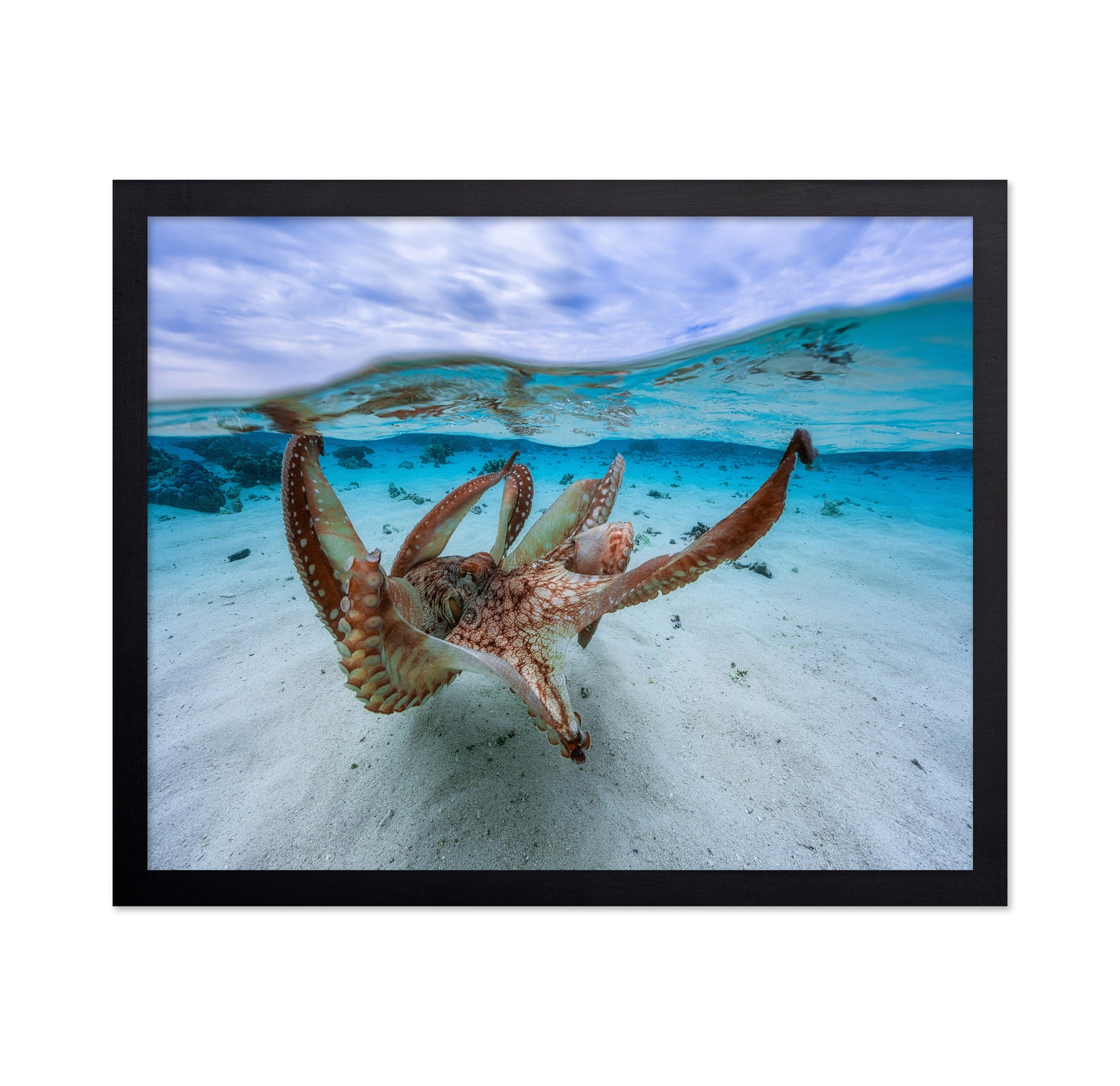 Underwater Octopus