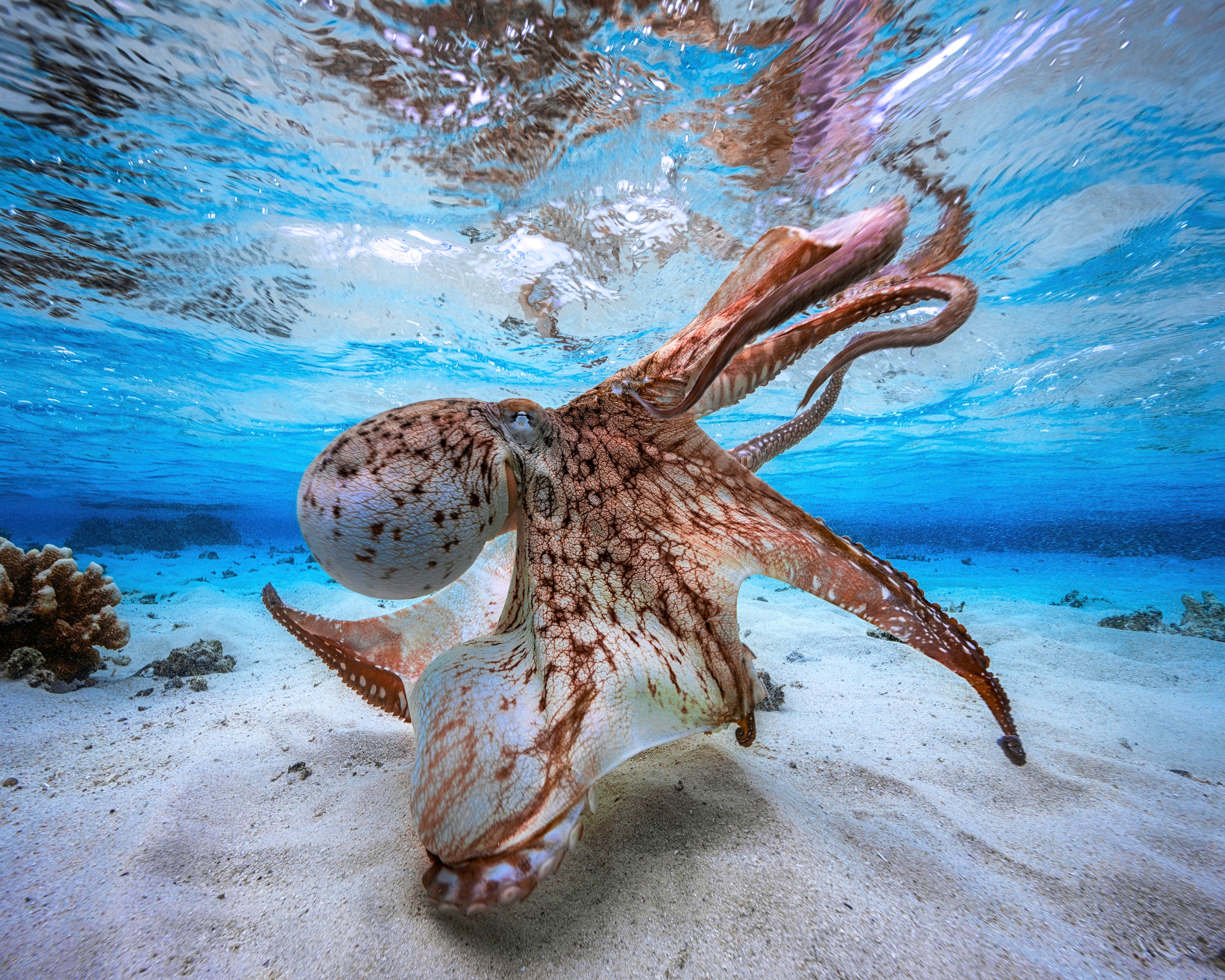 Dancing Octopus – Poster Master