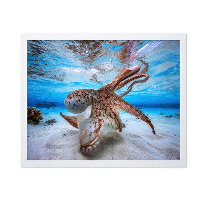 Dancing Octopus