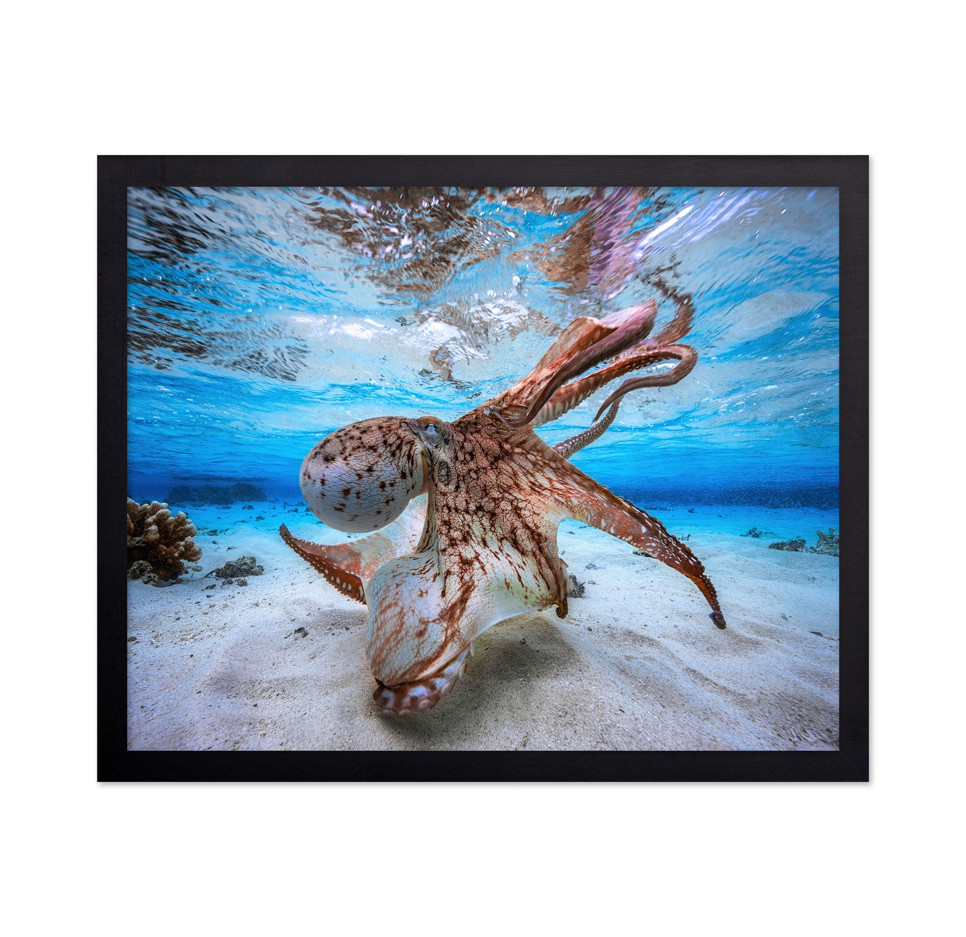 Dancing Octopus
