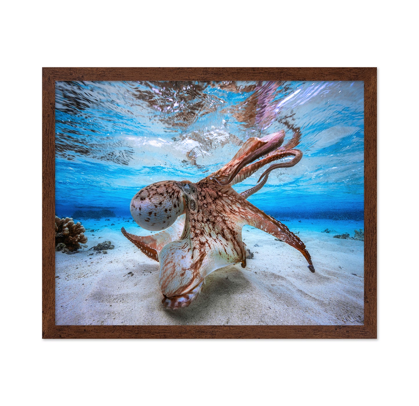 Dancing Octopus