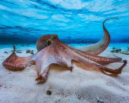 Ocean Octopus