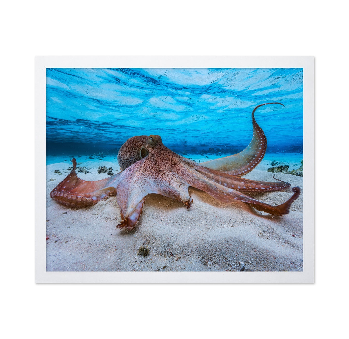 Ocean Octopus