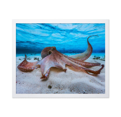 Ocean Octopus