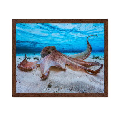 Ocean Octopus