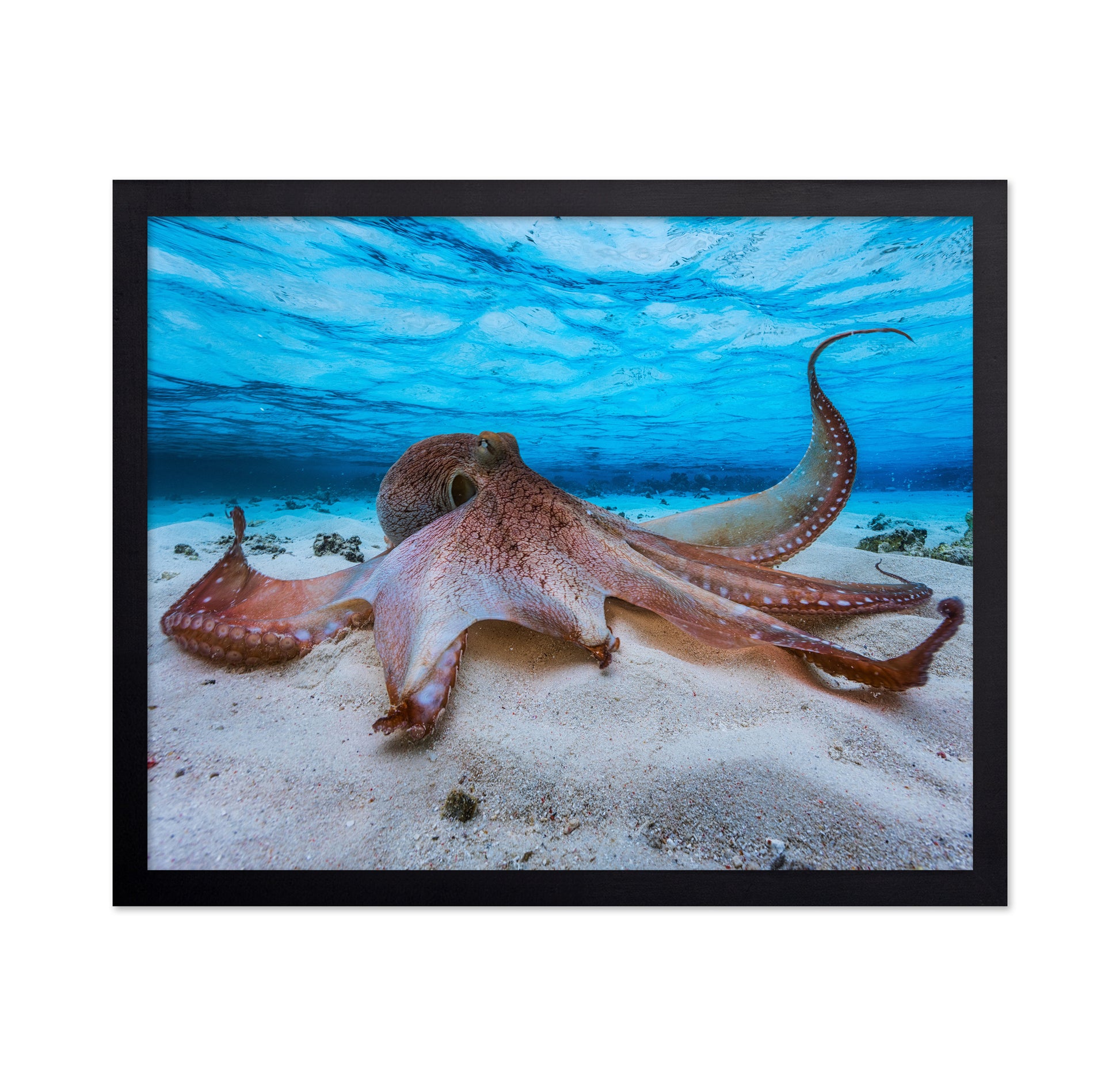 Ocean Octopus