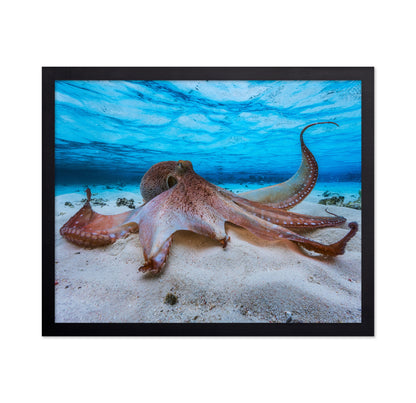 Ocean Octopus