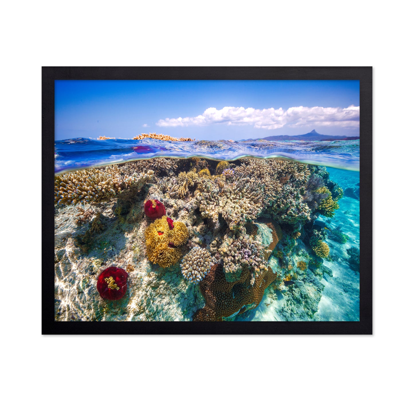 Mayotte : The Reef