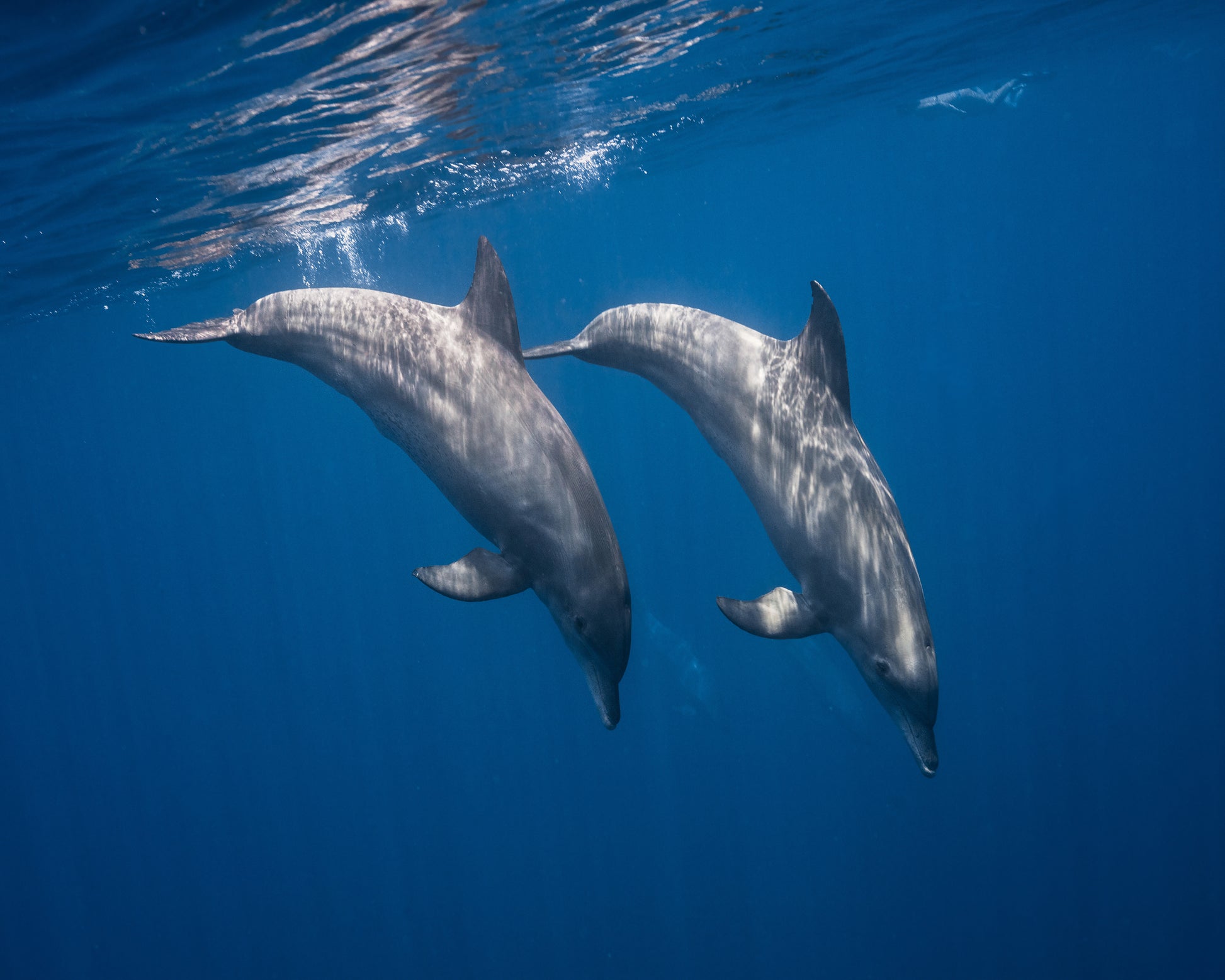 Two Bottlenose Dolphins