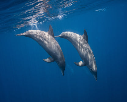 Two Bottlenose Dolphins