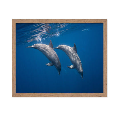 Two Bottlenose Dolphins
