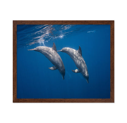 Two Bottlenose Dolphins