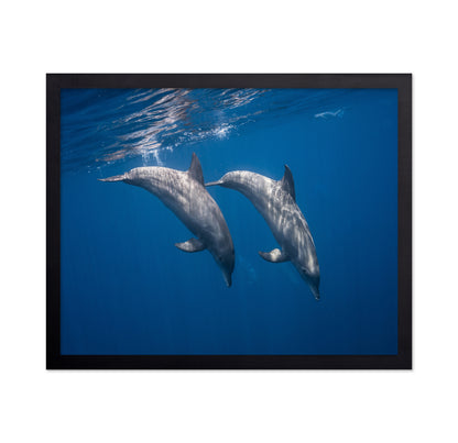 Two Bottlenose Dolphins