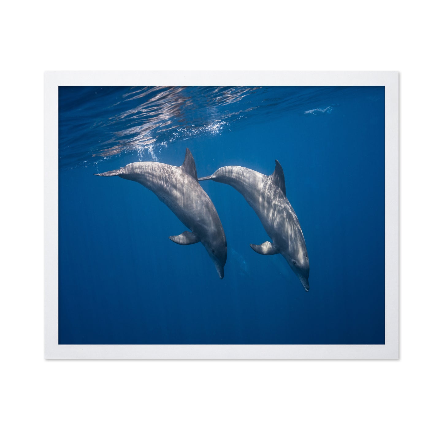 Two Bottlenose Dolphins