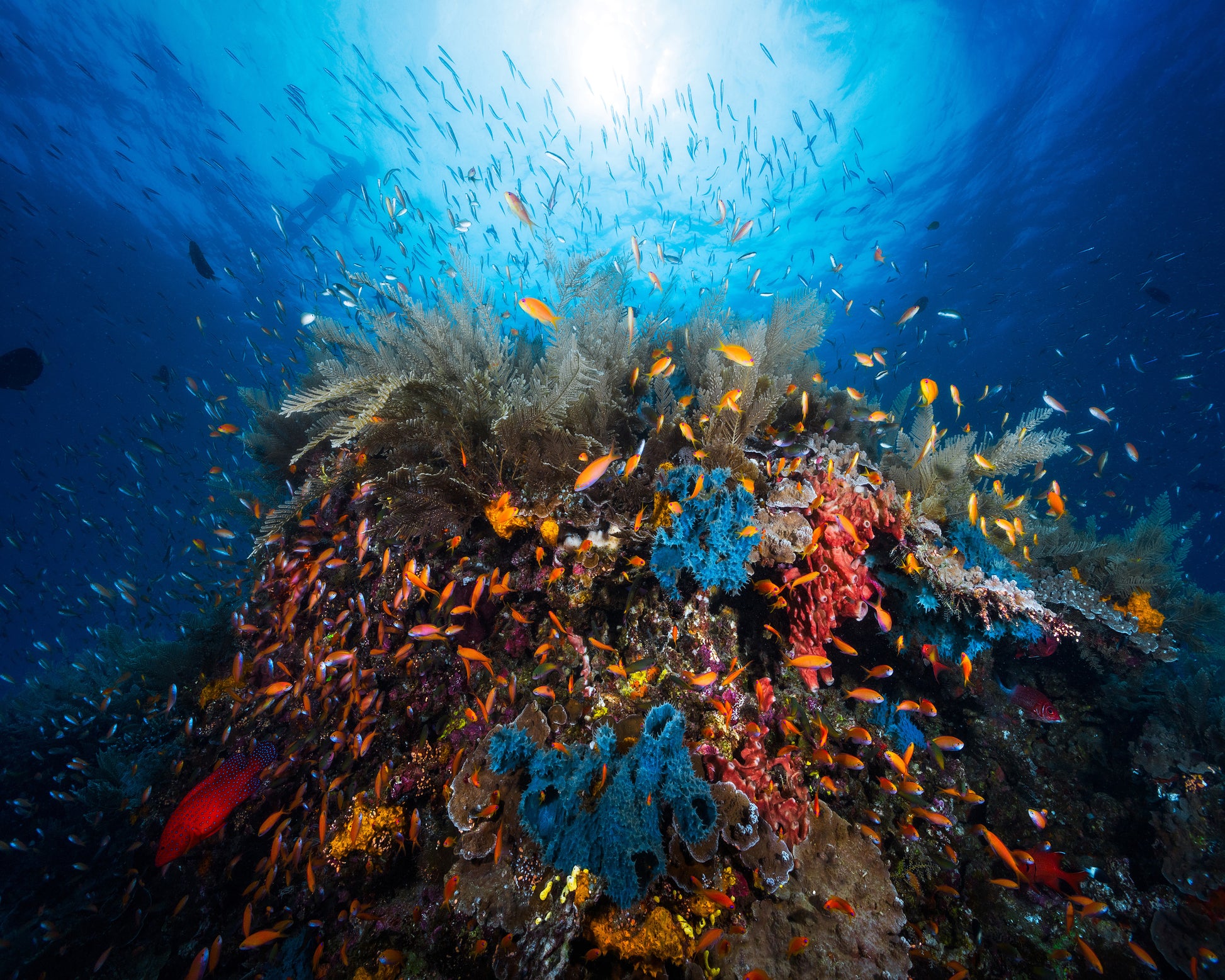 Apnea