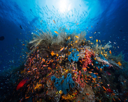 Apnea