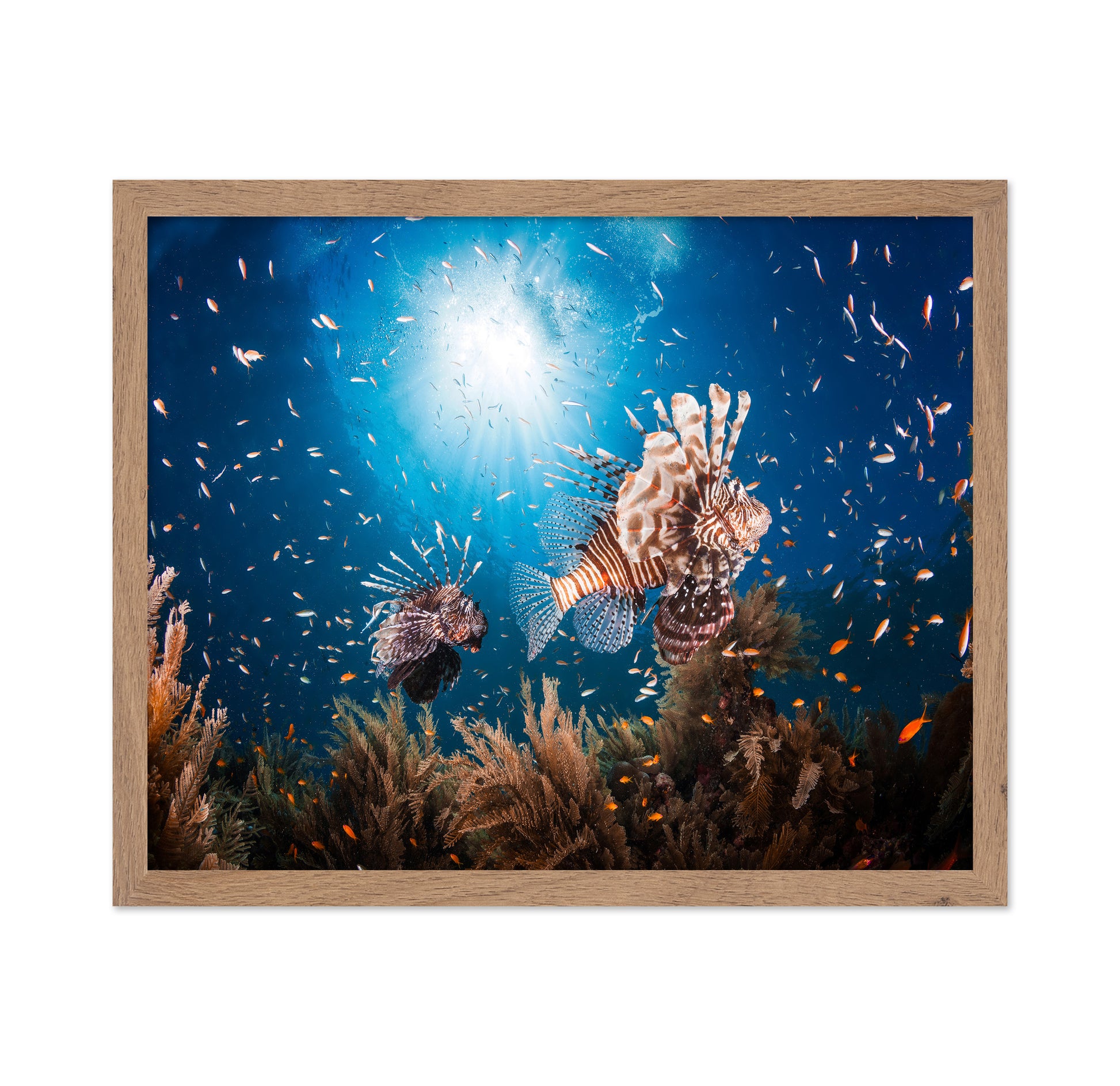 Lionfish