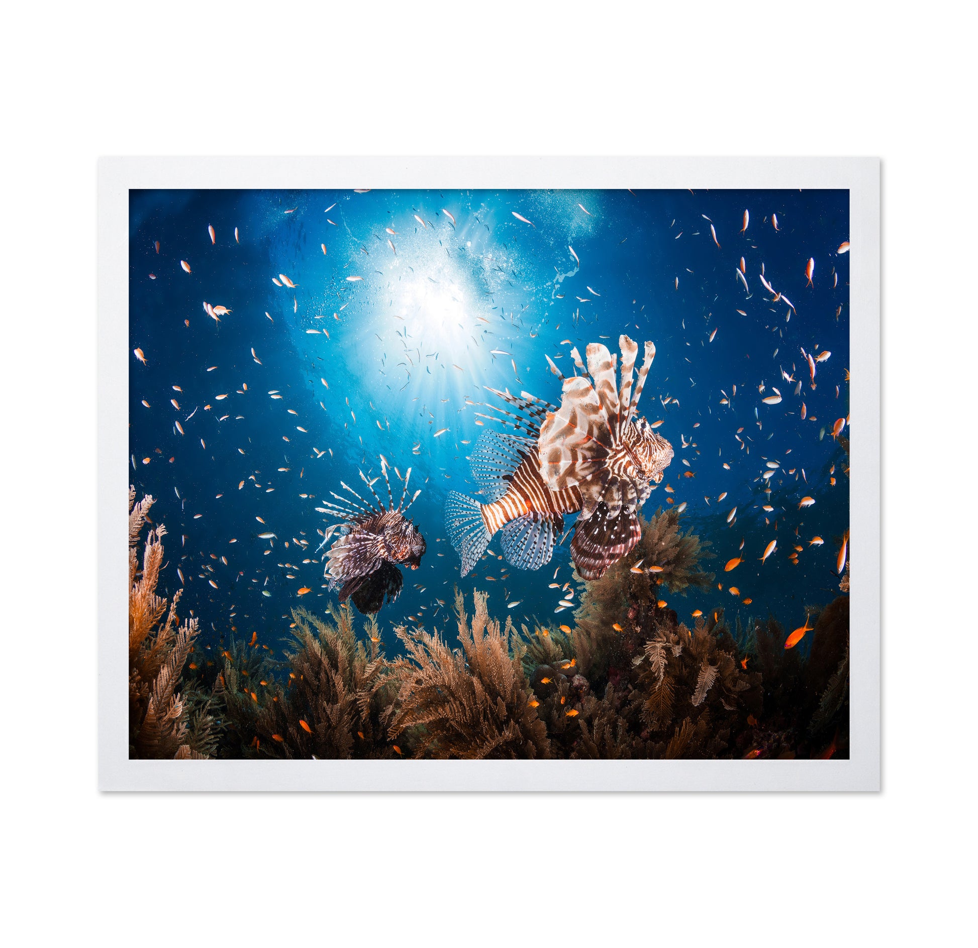 Lionfish