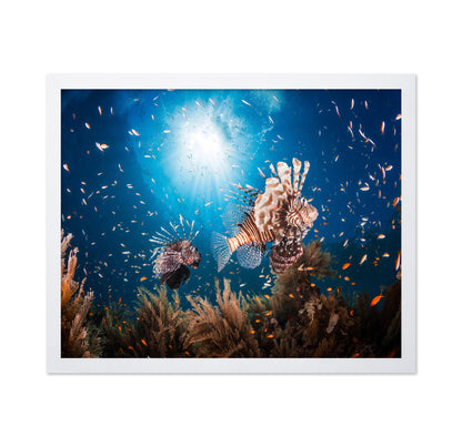Lionfish