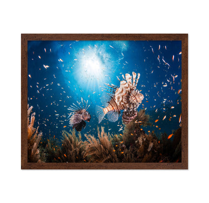 Lionfish