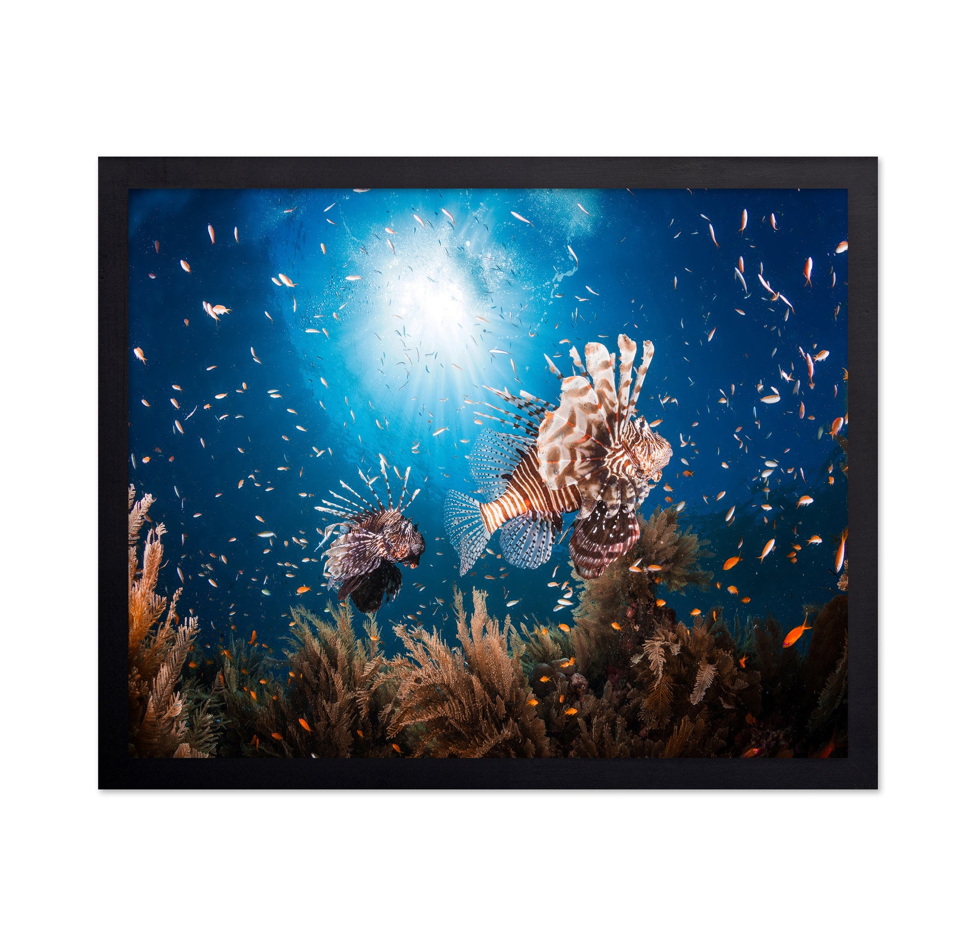 Lionfish