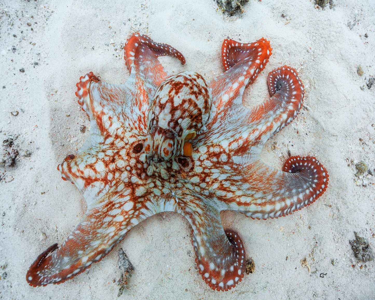 Octopus Underwater