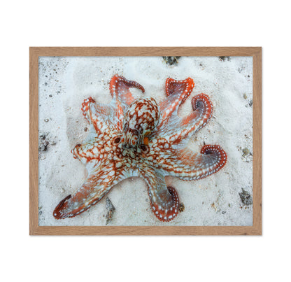 Octopus Underwater