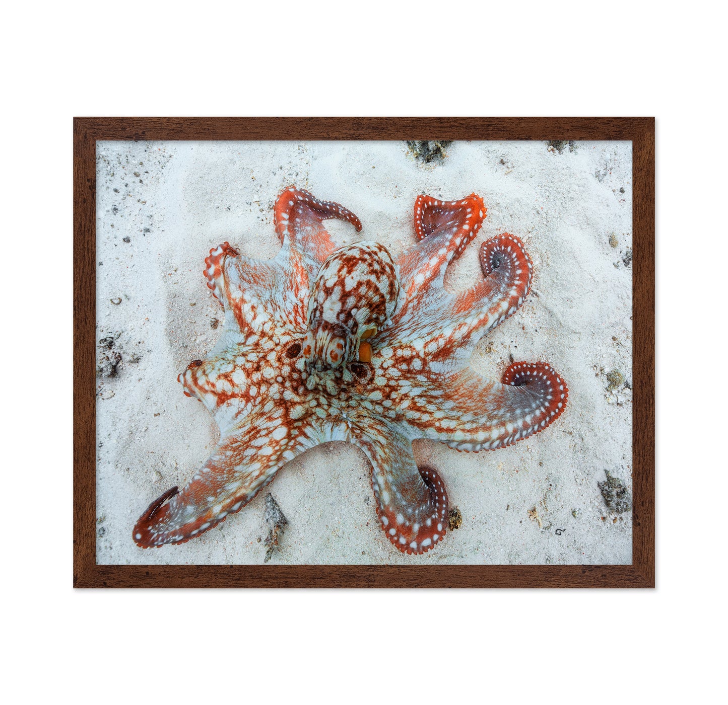 Octopus Underwater