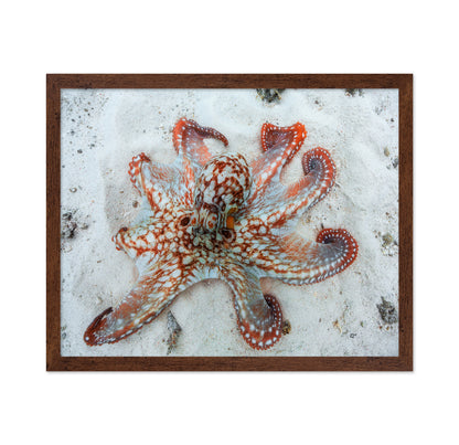 Octopus Underwater