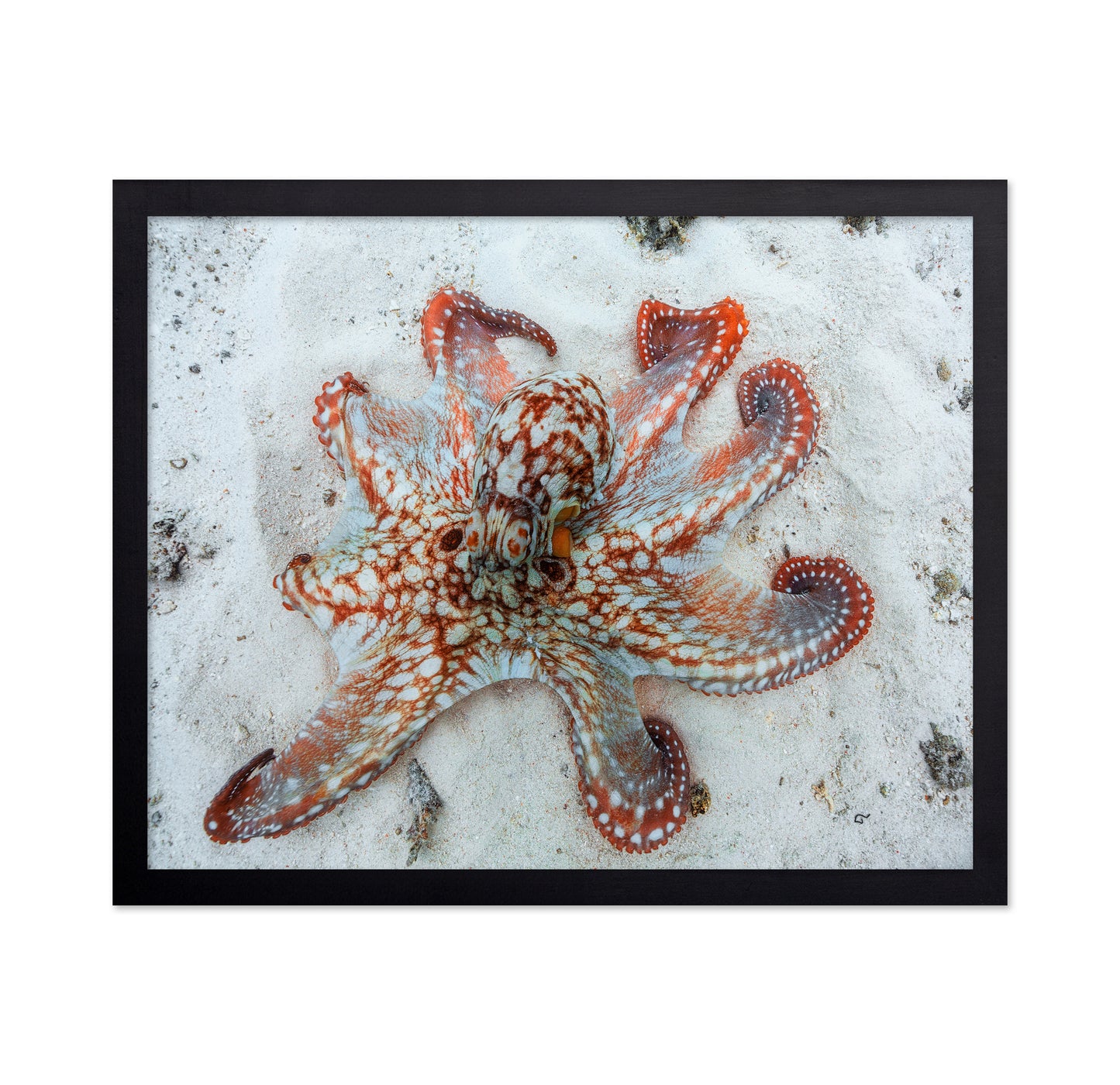 Octopus Underwater