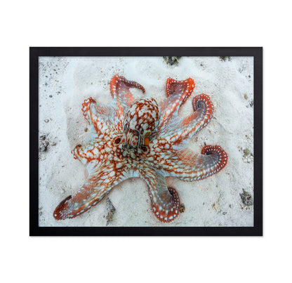 Octopus Underwater