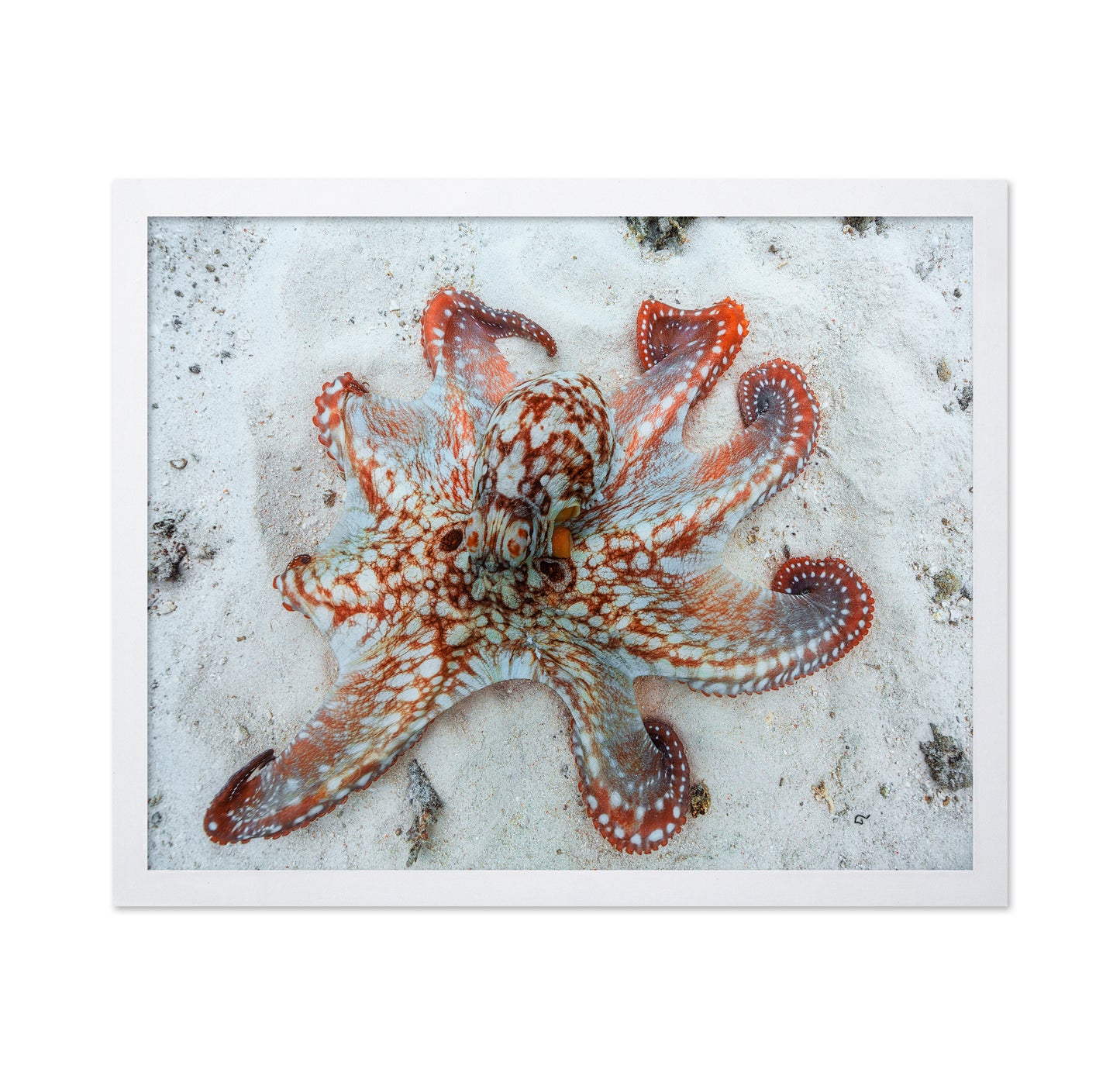 Octopus Underwater