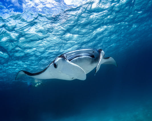 Manta Ray