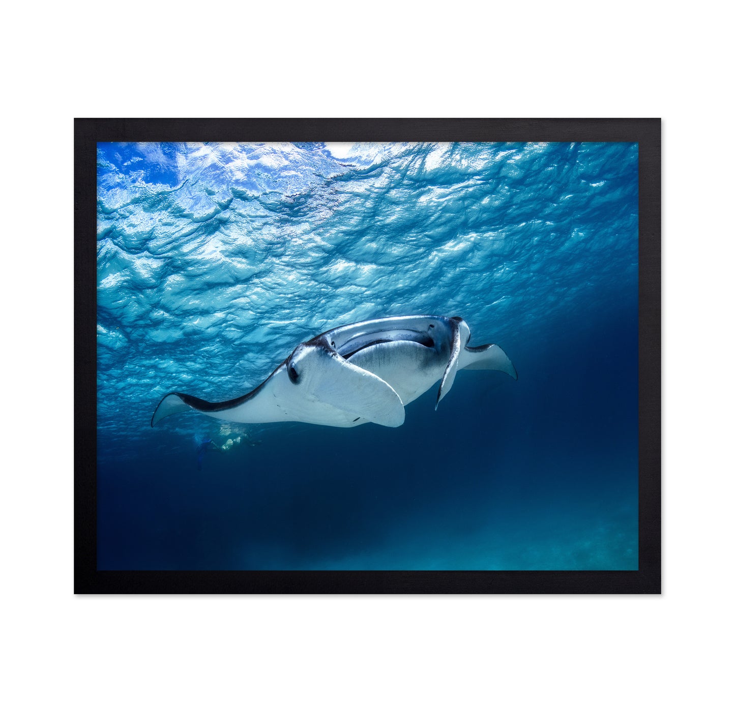Manta Ray
