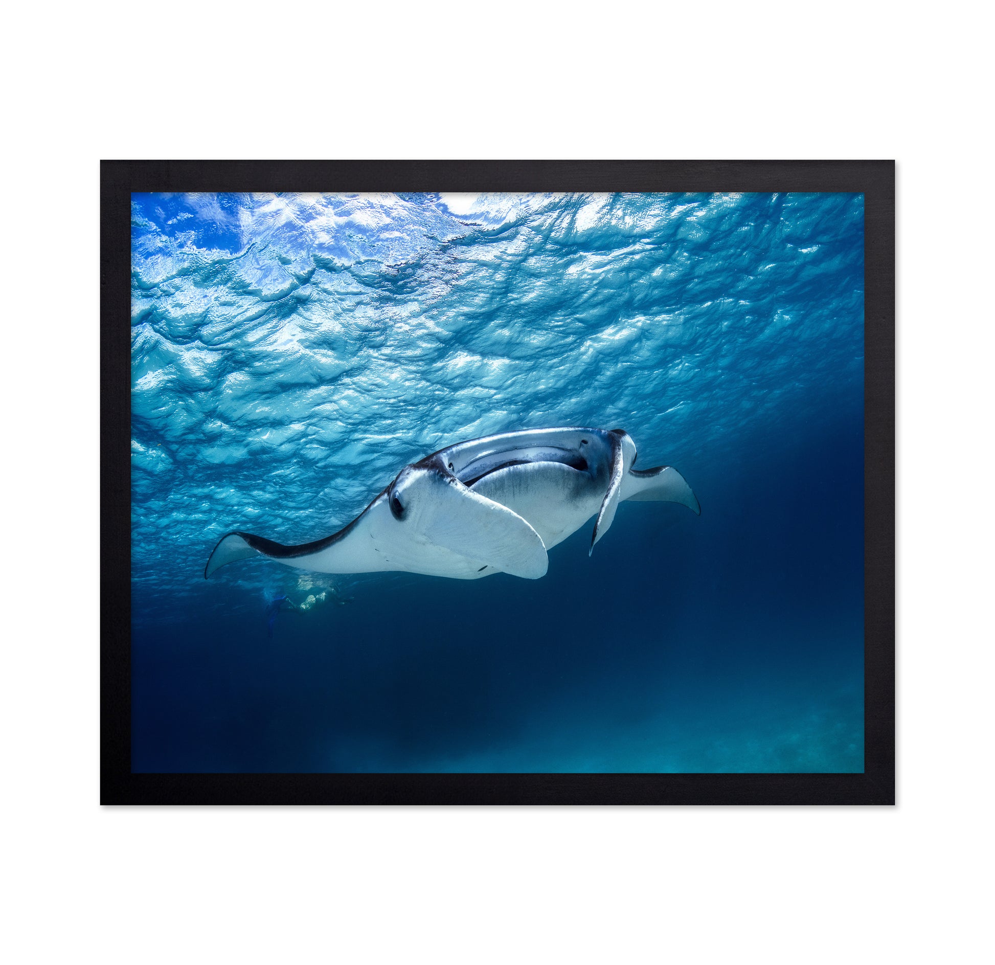 Manta Ray