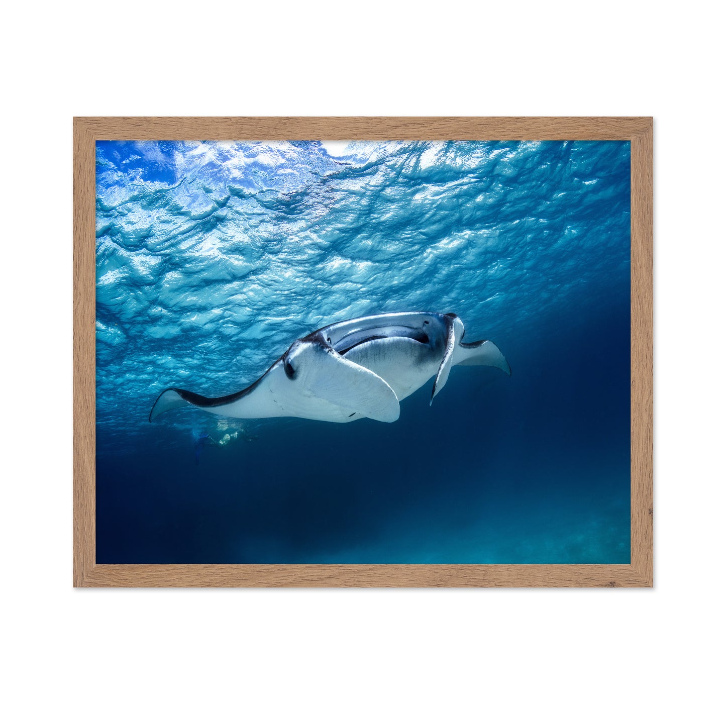 Manta Ray