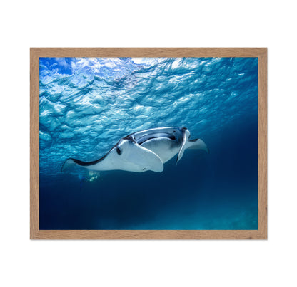 Manta Ray