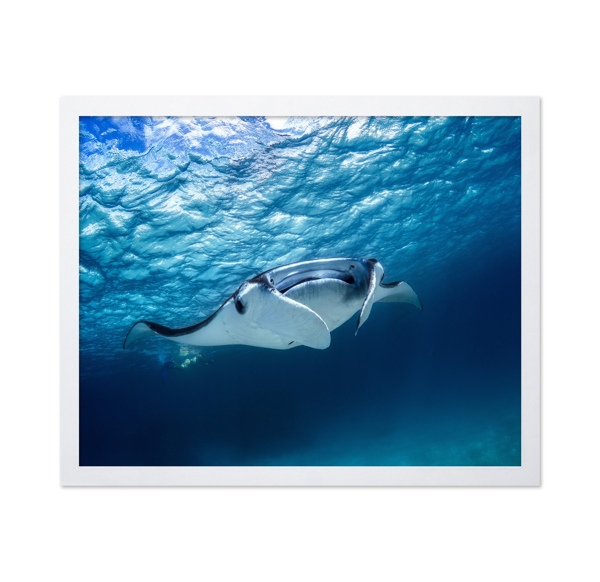Manta Ray