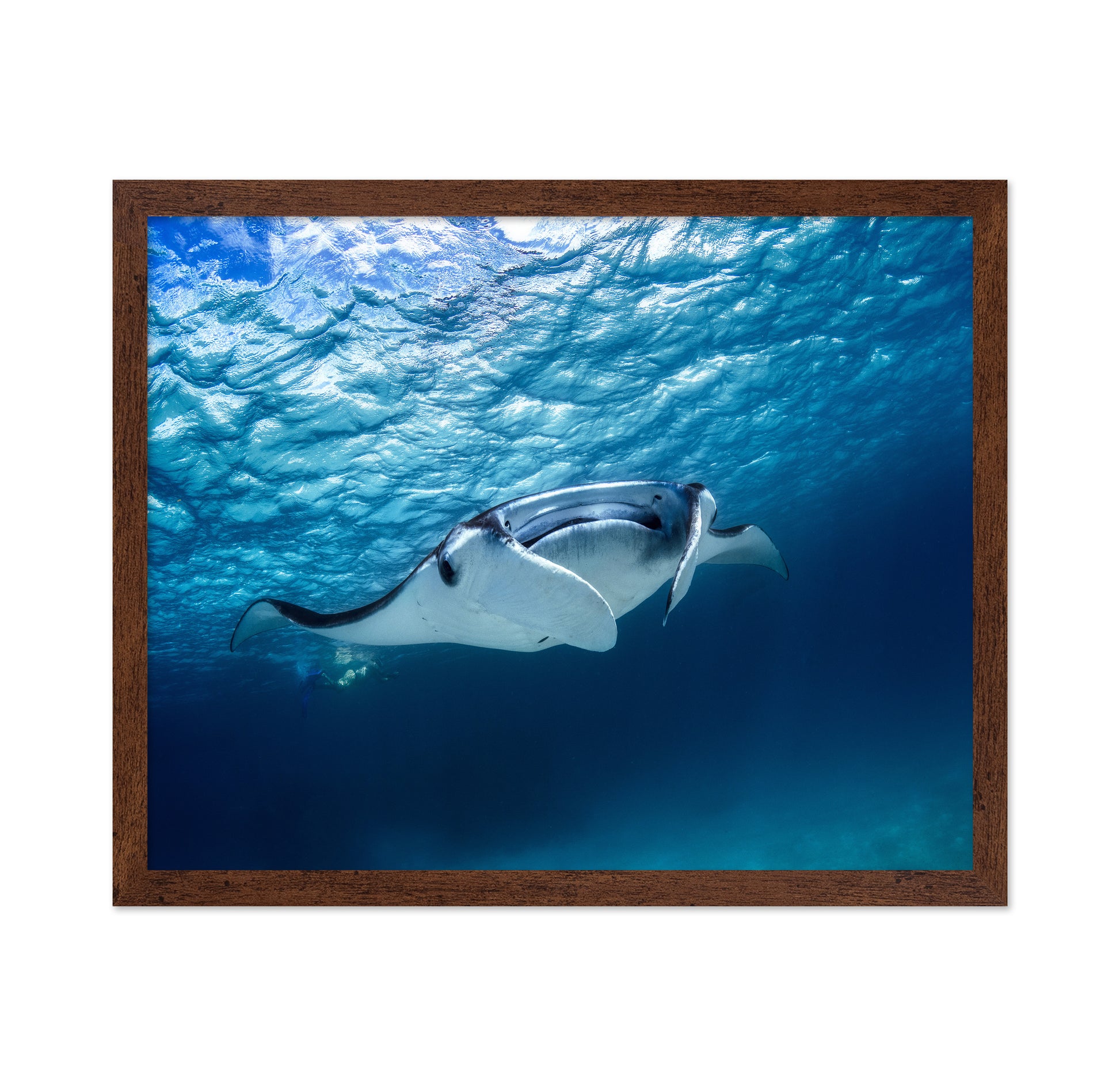 Manta Ray