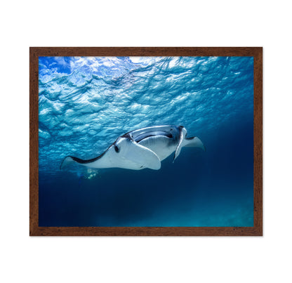 Manta Ray
