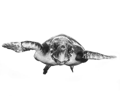 White And Turtle