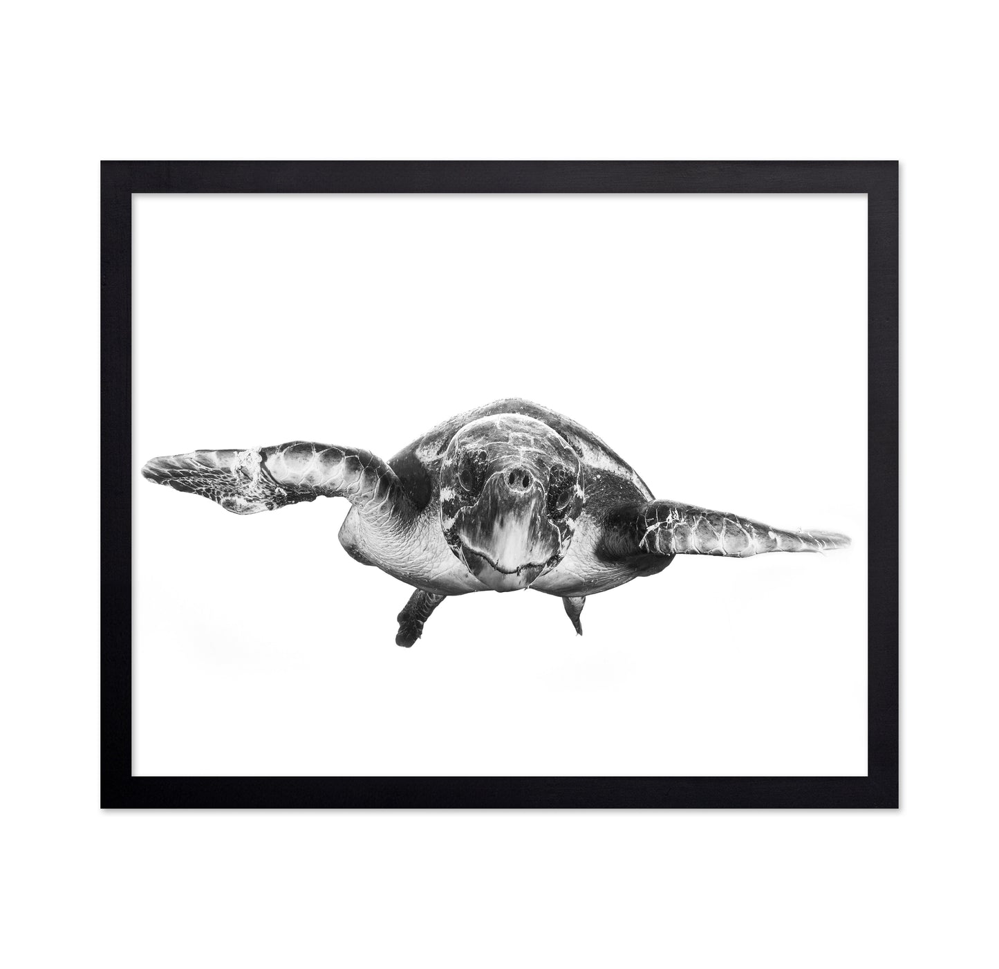 White And Turtle
