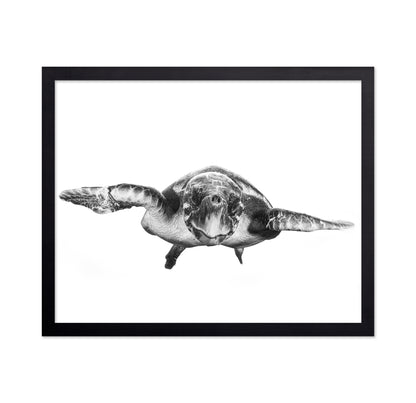 White And Turtle