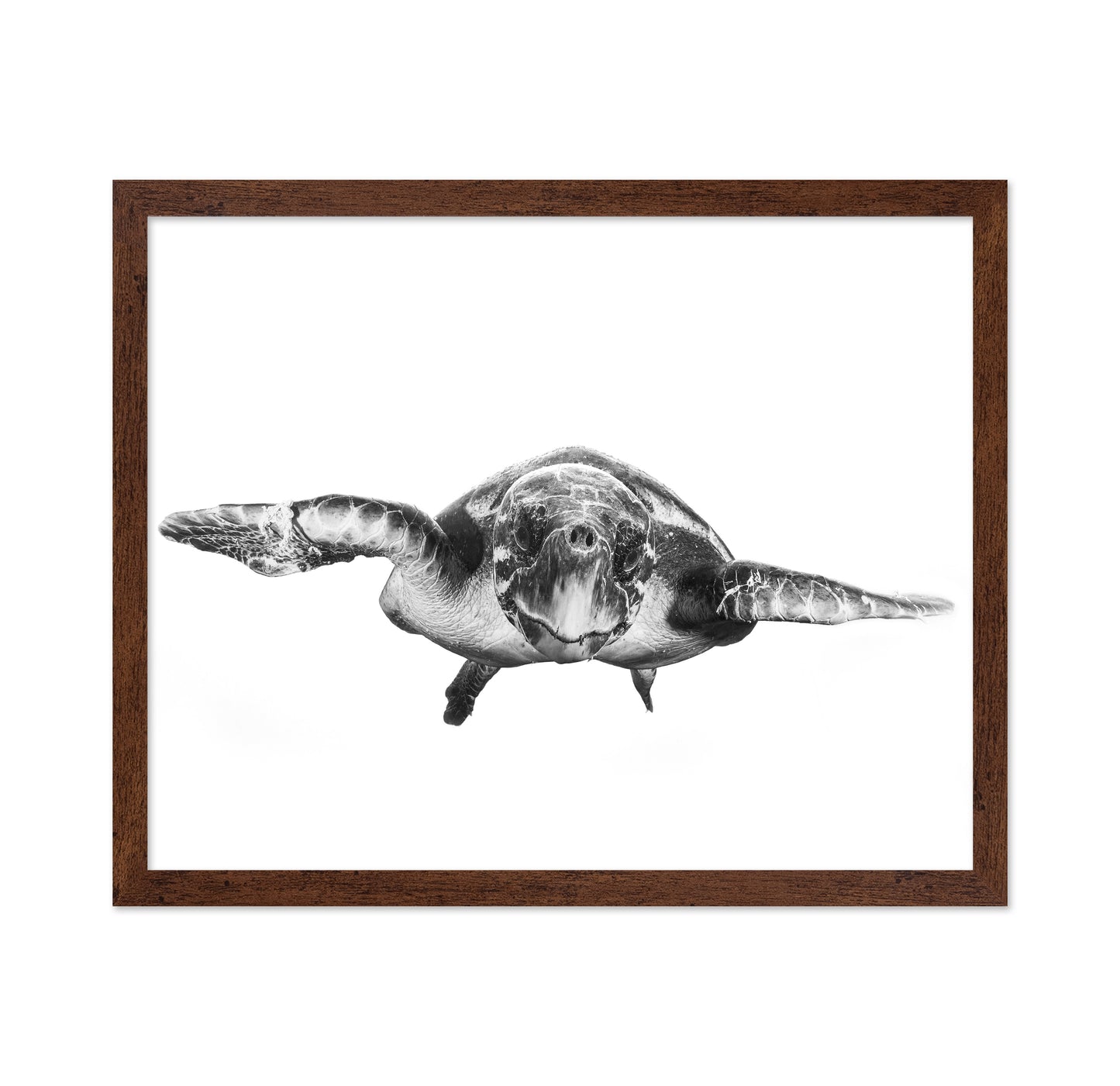 White And Turtle