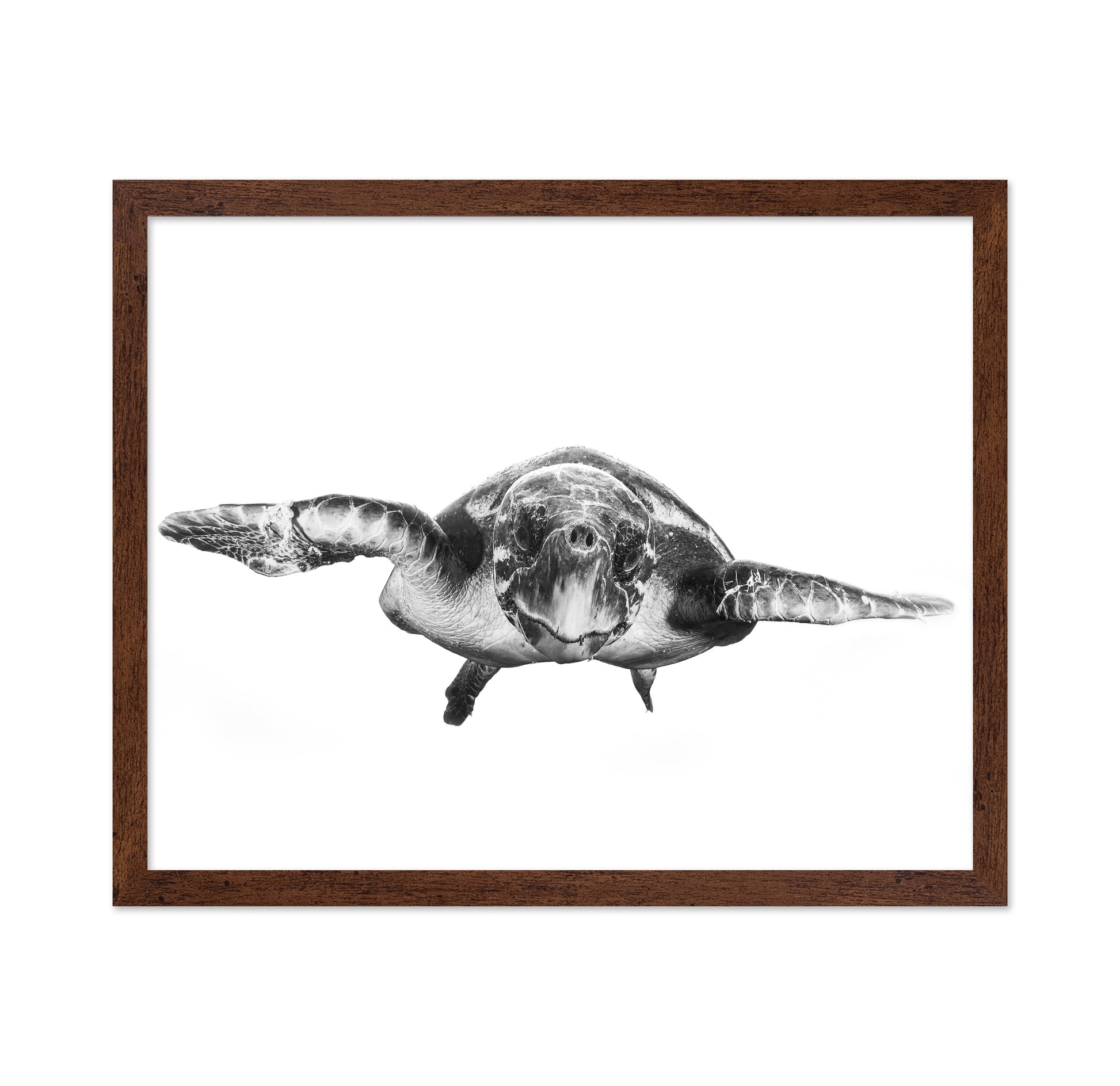 White And Turtle