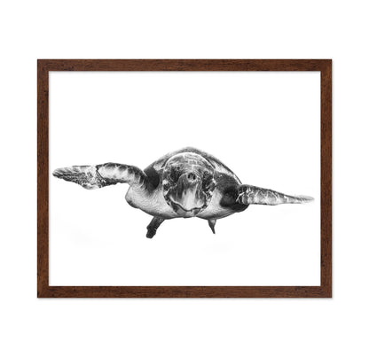 White And Turtle