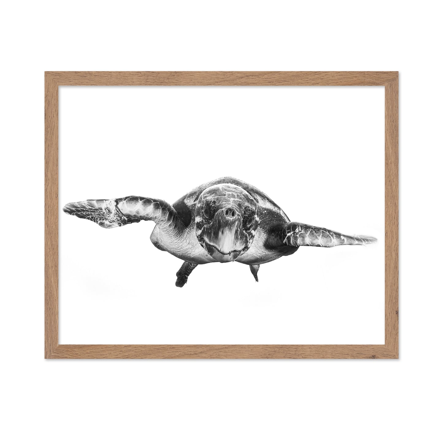 White And Turtle