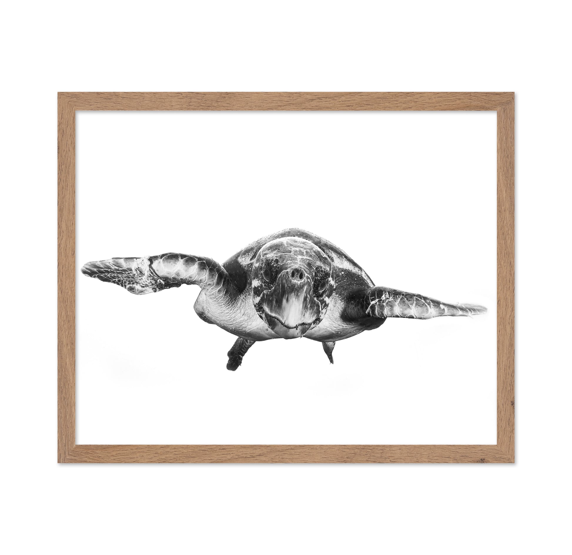 White And Turtle