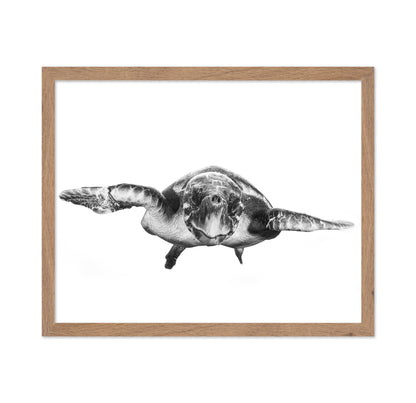 White And Turtle